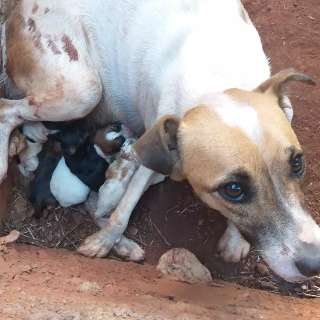 Surpresa! Cachorra dá à luz a seis filhotes após ser abrigada