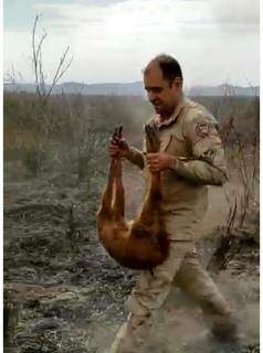 Sargento S. Mendes durante o resgate do animal (Foto: CBMMS)