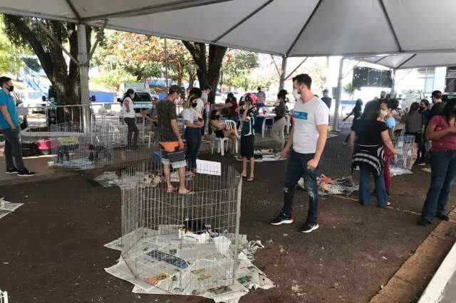 Com 108 animais, feira busca lar para c&atilde;es e gatos abandonados