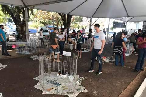 Com 108 animais, feira busca lar para cães e gatos abandonados
