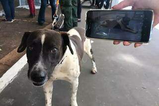 Cão espera ser adotado depois de se resgatado das ruas (Foto: Liniker Ribeiro)
