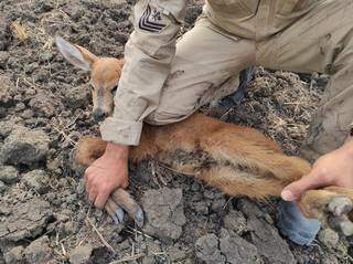 O filhote de cervo foi resgatada pelo militar de área queimada (Foto: CBMMS)