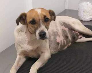 Cachorra prenha abrigada pelo casal durante consulta com médico veterinário, logo após ser encontrada (Foto: Direto das Ruas)