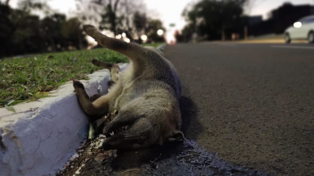 Cachorro-do-mato &eacute; encontrado morto atropelado na Afonso Pena 