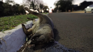 O animal morto estava próximo ao meio-fio (Foto: Vinicius Santana / Direto das Ruas)