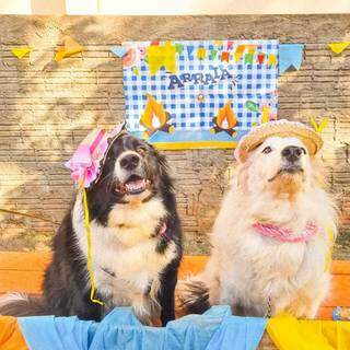 Cachorrinhos ganharam chapéus juninos durante Arraial da creche de cãe. (Foto: Reprodução Redes Sociais)