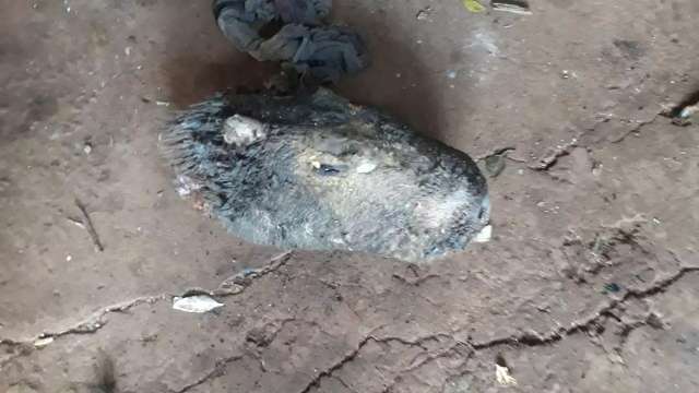 Homem &eacute; preso com cabe&ccedil;a de capivara e carnes de animais silvestres em freezer