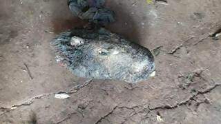Cabeça de capivara foi encontrada em chácara onde cão era mantido amarado por arame (Foto: Direto das Ruas)