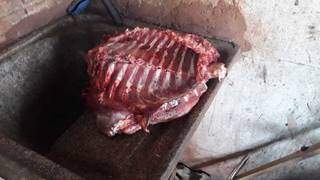 Diversos quilos de carnes de animais silvestres foram apreendidos em chácara (Foto: Divulgação)