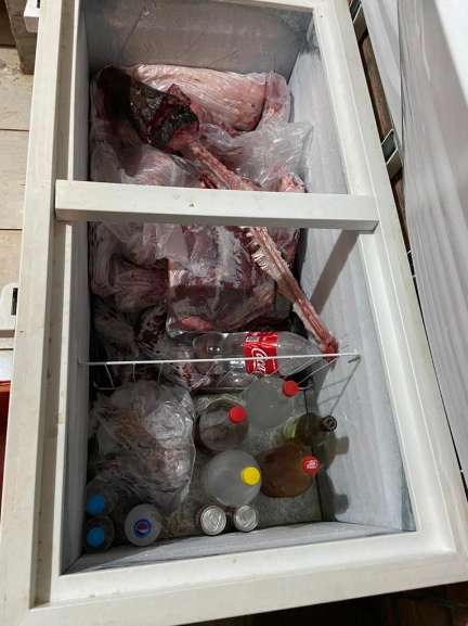 Freezer com carne e carcaça de jacaré  (Foto: Divulgação)