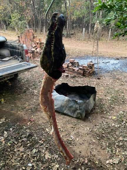 Cabeça de jacaré ainda pendurada após o abate (Foto: Divulgação)