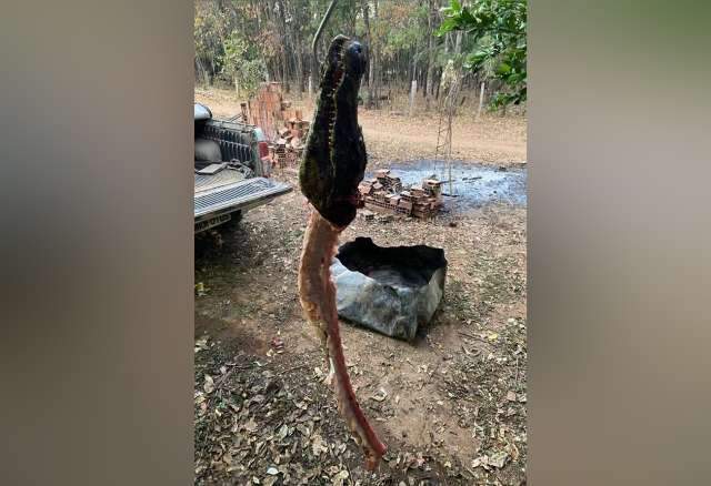 PMA prende grupo com arsenal de armas e freezer lotado com carne de jacar&eacute; 