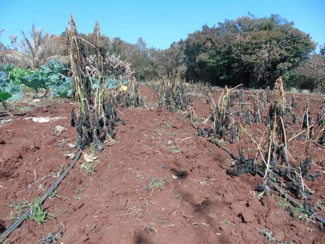Pequenos produtores perdem tudo com geada e recebem aux&iacute;lio municipal