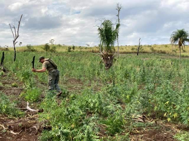 Opera&ccedil;&atilde;o entre Paraguai e Brasil destr&oacute;i 260 hectares de ro&ccedil;as de maconha