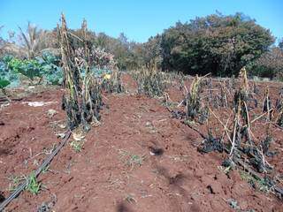Plantação totalmente perdida em Ribas do Rio Pardo. (Foto: Prefeitura de Ribas)