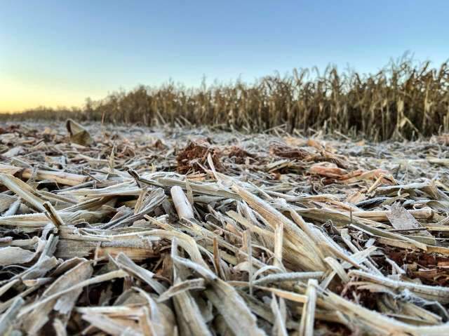 MS tem geada e -1&ordm;C na 2&ordf; semana mais fria do ano