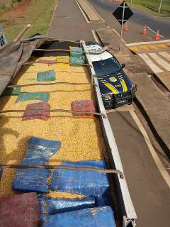 Carga de 13,8 milhões em maconha é achada sob grãos de milho em caminhão