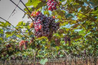 Natural, é a uva mais doce de Campo Grande. (Foto: Marcos Maluf)