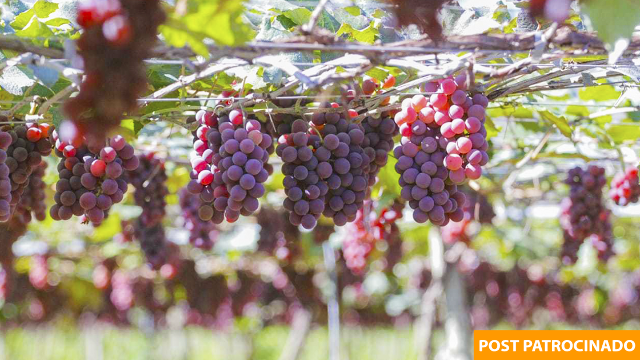 Começou a temporada mais esperada: uvas à venda na Estância Angélica