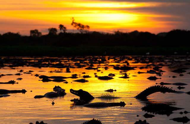 Pr&oacute;-Pantanal ter&aacute; R$ 30 milh&otilde;es para evitar trag&eacute;dia igual de 2020 no bioma