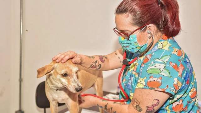 Prefeitura abre amanhã proposta de clínicas interessadas em castrar animais