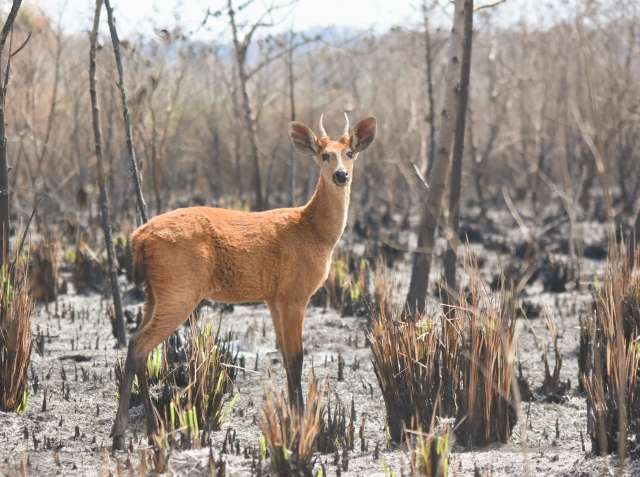 &quot;Ilhas&quot; de vegeta&ccedil;&atilde;o garantem resist&ecirc;ncia e fauna ativa em &aacute;reas queimadas 