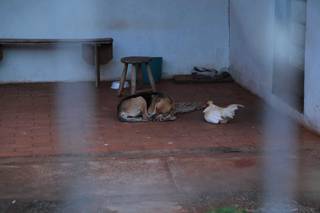Pai de 6, idoso que morava em meio &agrave; sujeira, com c&atilde;o e galinha, &eacute; socorrido