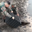 Lontra é capturada dentro de residência e solta no rio Paraná
