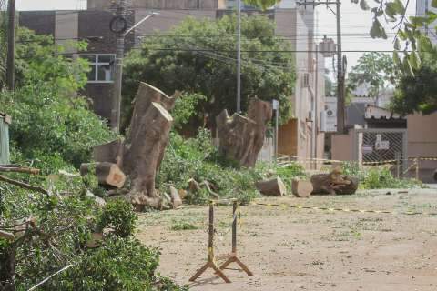 Derrubada de árvores descaracteriza uma das principais praças da Capital