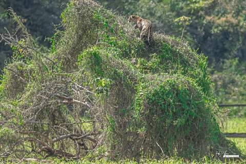 Onça-pintada no topo de arbusto encanta turistas e garante registro “animal” 