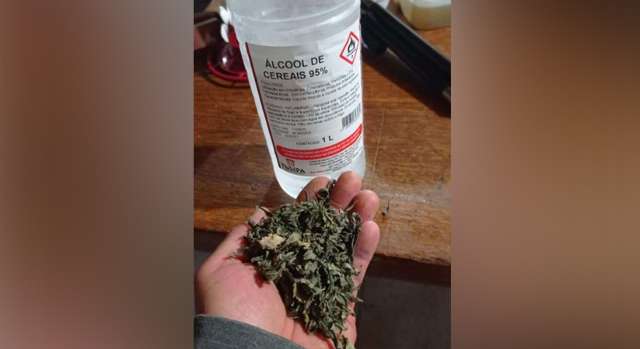 Homem recorre &agrave; Justi&ccedil;a para n&atilde;o ser preso por plantar maconha em casa