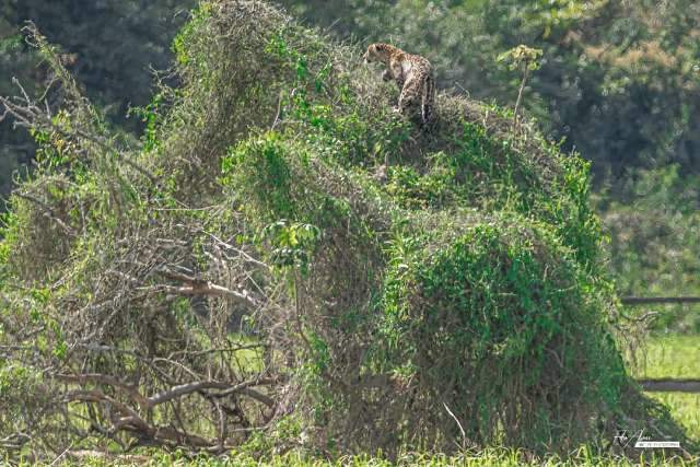 On&ccedil;a-pintada no topo de arbusto encanta turistas e garante registro &ldquo;animal&rdquo; 