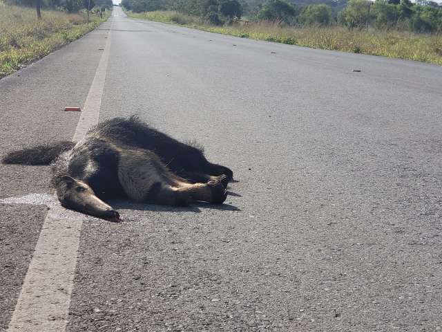 Com m&eacute;dia de 50 mortes/m&ecirc;s, projeto quer frear atropelamento de animais 