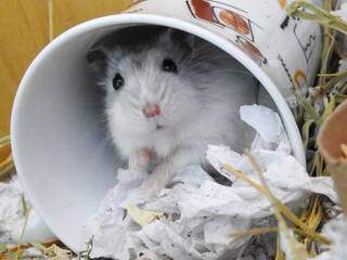 A foto do hamster muito desconfiando dentro do copo também está no concurso. (Foto: Arquivo pessoal)