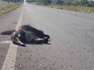 Tamanduá morto vítima de atropelamento em rodovia. (Foto: Direto das Ruas)