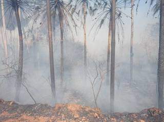 Parte da área devastada pela queimada (Foto: Divulgação/PMA)