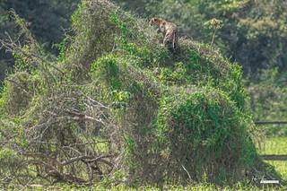 Onça-pintada fotografada no topo de arbusto, no Pantanal (Foto: Edir Alves)