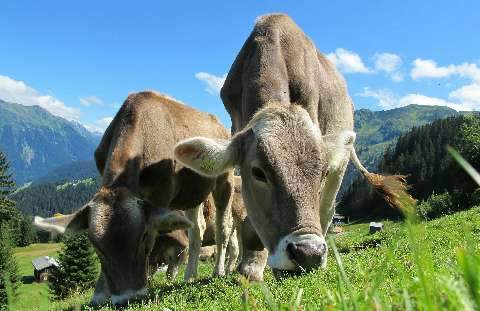 Pastagem e suplementação são complementares na dieta de bovinos