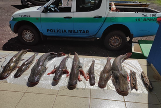 Pescado apreendido pela PMA (Polícia Militar Ambiental) (Foto: Divulgação/PMA)