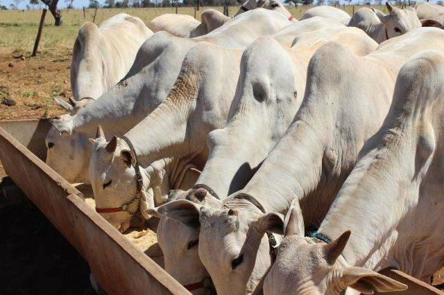 Embrapa alerta para proteger o gado durante nova frente fria