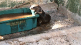 Lontra é encontrada em quintal de residência no Coophasul