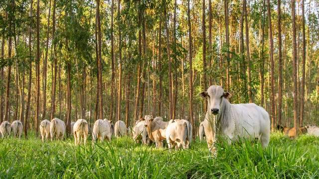 Mercado da pecuária bovina de corte segue com firmeza em MS