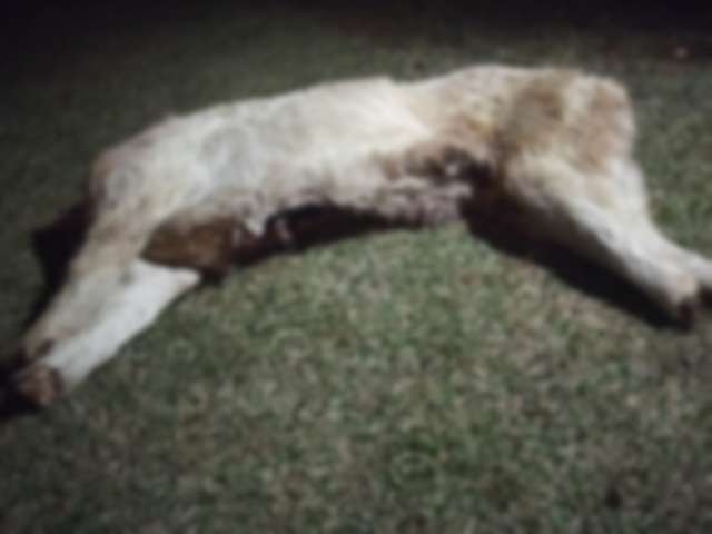 Cachorro tem cabe&ccedil;a e patas arrancadas em poss&iacute;vel ritual de magia negra 