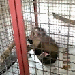 Macaco-prego é capturado com ferimentos em avenida 