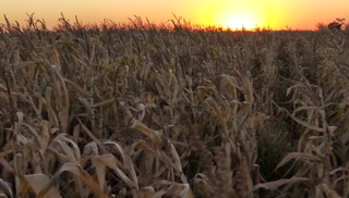 Plantação de milho em fazenda de MS, que está entre os 420 mil hectares atigidos pela geada no início do mês (Foto: Divulgação/Aprosoja)