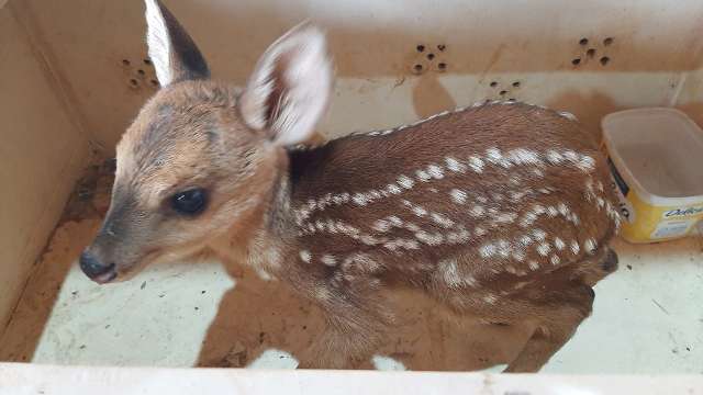 Perdido, &quot;Bambi&quot; &eacute; resgatado ap&oacute;s aparecer em quintal de resid&ecirc;ncia 