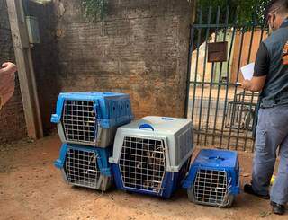 Animais resgatados vão passar por tratamento (Foto: Divulgação PCMS)