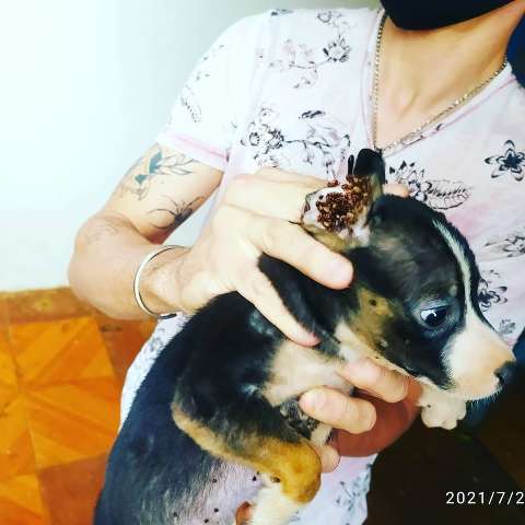 Pol&iacute;cia resgata 11 cachorros e gata cega v&iacute;timas de maus-tratos