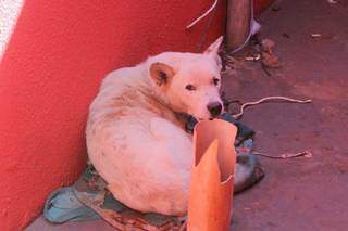 Animal encontrado vivo em varanda de residência (Foto: Marcos Maluf)