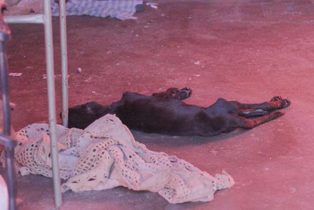 C&atilde;o morre de frio e dono volta para cadeia um dia ap&oacute;s sair de pres&iacute;dio